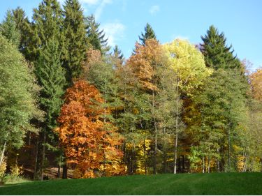 Bild: herbstlicher Bayerischer Wald - Herbstlieder für Kindergarten Kinder